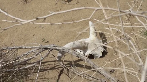 Skull in the desert Stock Footage 79133529