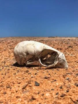 Skull in the desert Foto stock