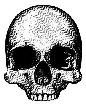 Skull Design イラスト素材
