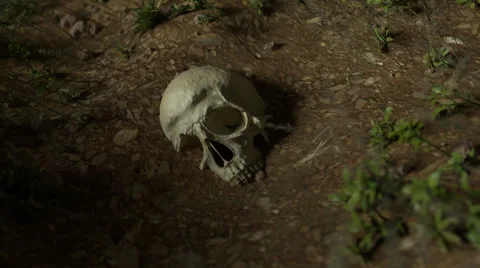 Skull Discovery Stock Footage 67431114
