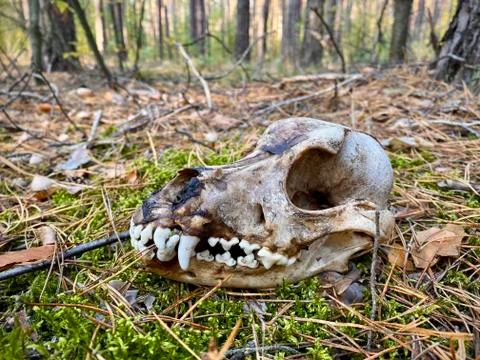 The skull of the dog in the forest Stock Photos