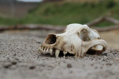 Skull of a dog Stock Photos