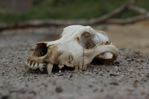 Skull of Dog Stock Photos