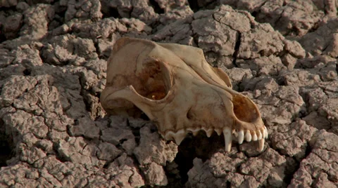 Skull Drought Famine Global Warming  Stock Footage 33795583