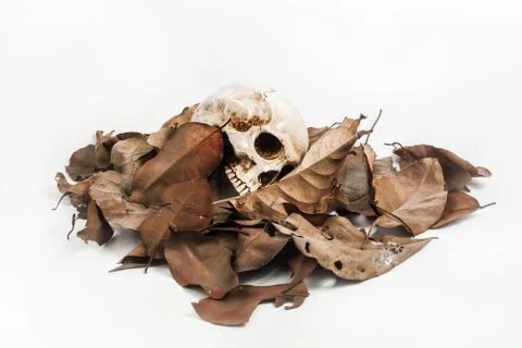 Skull with Dry leaf on white background Stock Photos