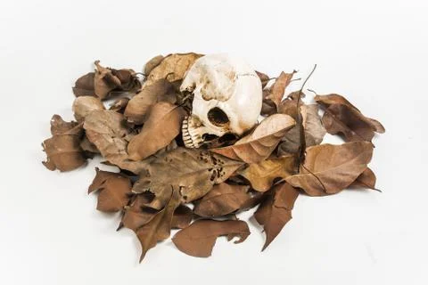 Skull with Dry leaf on white background Foto stock