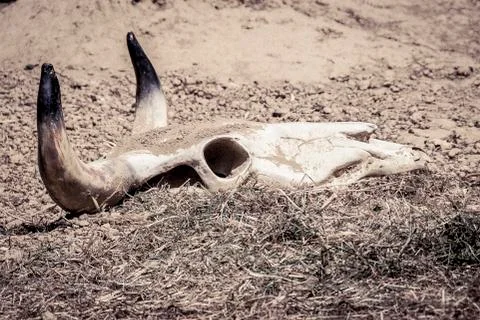 Skull in the dust Stock Photos