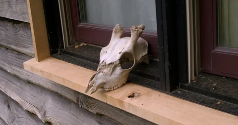 Skull on dusty windowsill Stock Footage 111998871