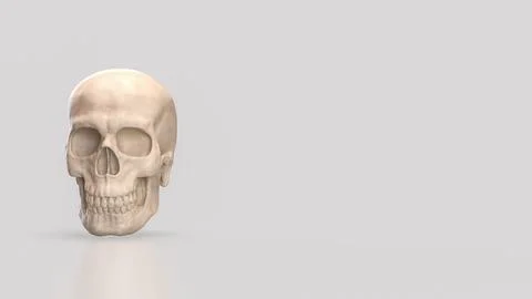 The Skull for Education or Sci concept 3d Rendering.. Stock Illustration