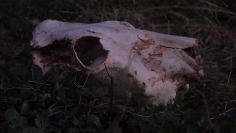 Skull of an elk on the grass in the smoke. Stock Footage 79591484