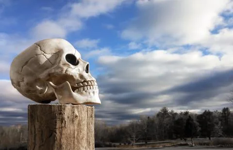 Skull Facing Sky 写真素材