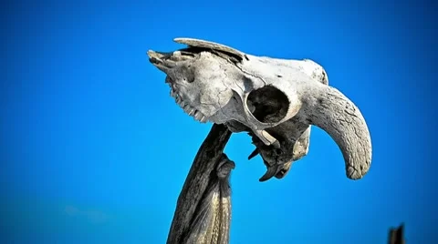 Skull Stock Footage