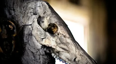 Skull Video stock 10788801