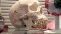 Skull HD Footage