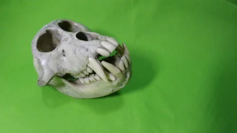 Skull Stock Footage 96366399