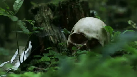 Skull in the forest Stock Footage 62336188