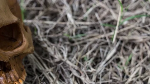 Skull in the forest footage camera movement Stock Footage 76245989