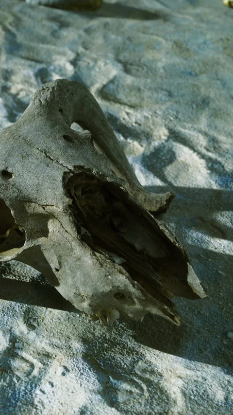 Skull found on the ground near the ocean at sunset in a coastal area Stock Footage 331709822