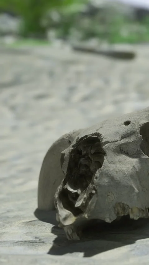 Skull found in natural setting near water during daylight hours Stock Footage 331443482