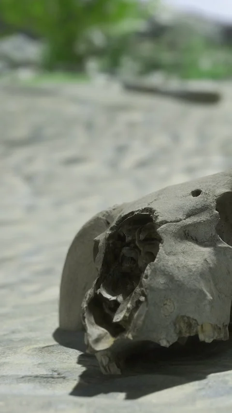 Skull found in natural setting near water during daylight hours Stock Footage 331766228