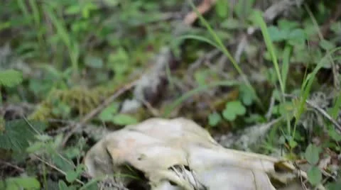Skull found in an Oregon forest Stock Footage