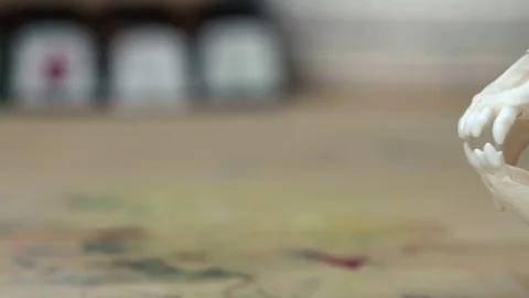 Skull fox lying on a wooden table. Colored paint stains acrylic and watercolors Stock Footage 73397884