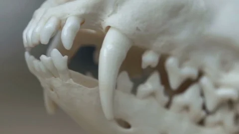 Skull fox lying on a wooden table. Colored paint stains acrylic and watercolors Stock Footage 73398226