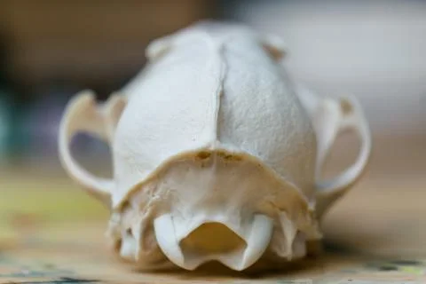 Skull fox lying on a wooden table. Colored paint stains acrylic and watercolors Stock Photos
