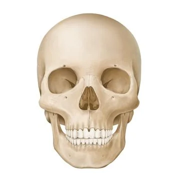 Skull front Stock Illustration
