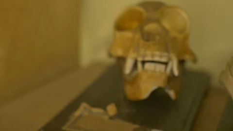 Skull of a Gibbon Stock Footage 93481566