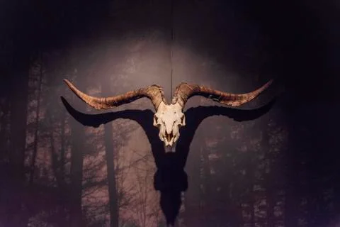 The skull of a goat Stock Photos