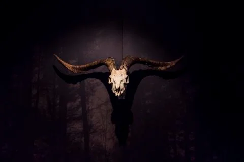 The skull of a goat Stock Photos