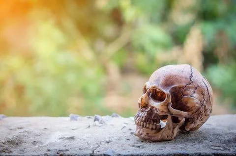 Skull on green background. Stock Photos