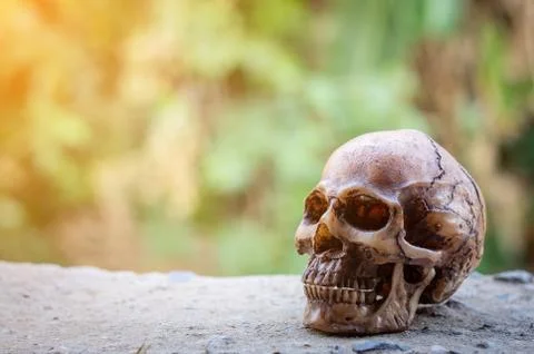 Skull on green background. Stock Photos