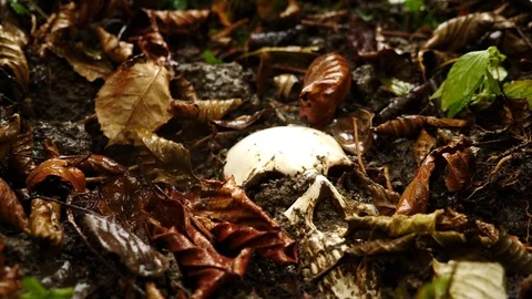 Skull in the ground in the rain among the fallen dirty foliage. 4k. space for Stock Footage 81522168