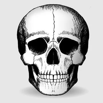 Skull hand-drawn drawing. Vector illustration. 스톡 일러스트