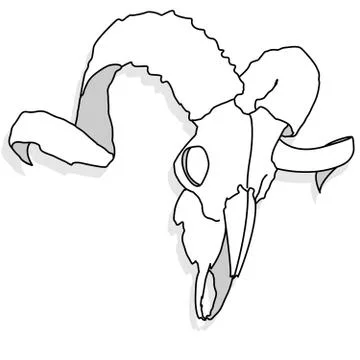 Skull-hand drawn illustration Stock Illustration