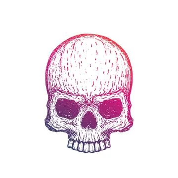 Skull hand drawn vector illustration Stock Illustration
