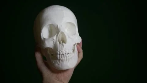 Skull in hand Stock Photos