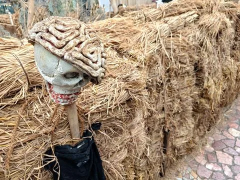 A skull head statue whose brain is visible is in a Halloween set Stock Photos