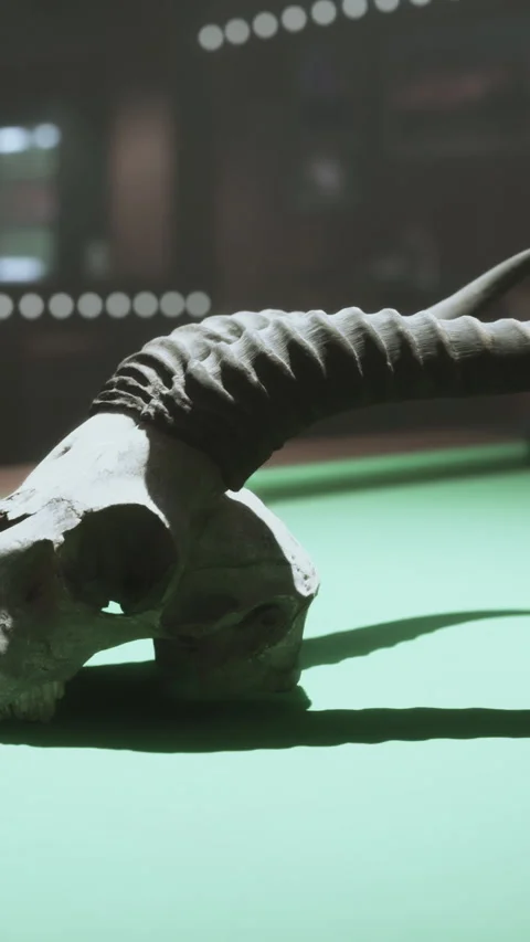 Skull with horns placed on green surface in a dimly lit room Видео 342333487