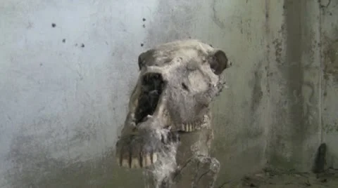 Skull of a horse 動画素材 11136012