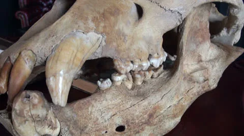 The skull of a horse Stock Footage 22726064