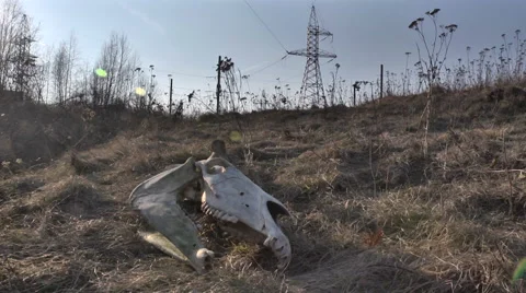 Skull of a horse on the grass 2. Stock-Footage 48786616