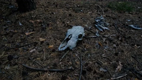 Skull horse in pine evening forest lying on forest floor. Stock Footage 164864562