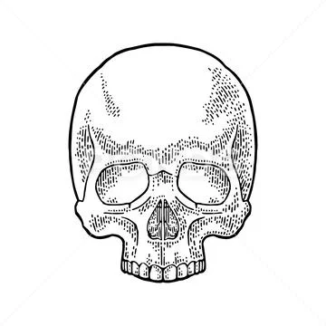 Skull human. Black vintage vector illustration. Stock Illustration