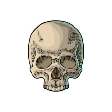 Skull human. Black vintage vector illustration. Illustrazione stock