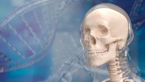 The skull human for education or sci concept 3d rendering. Stock Photos