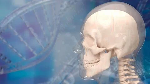 The skull human for education or sci concept 3d rendering. Stock Photos
