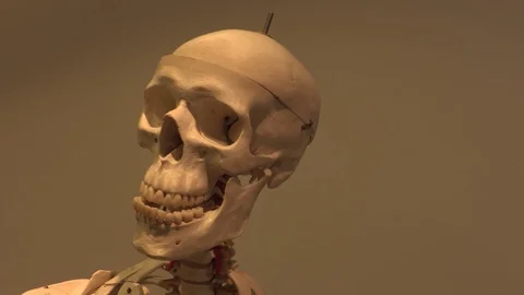 Skull human Stock Footage 107060960